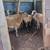 Sheep 2 thumbnail