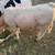 Charolais steer 5 thumbnail