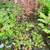 Perennial Potted Plants from my Homestead Gardens 19 thumbnail