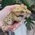 Dalmatian Crested Geckos 9 thumbnail