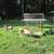 Painted Desert Lambs for sale 2 thumbnail