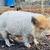 Kunekune piglets 1 thumbnail