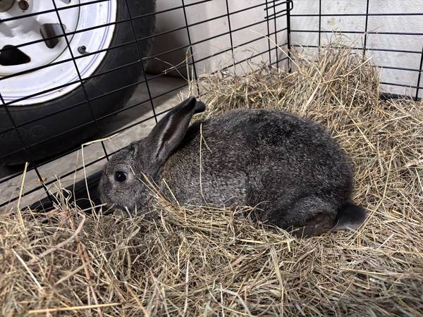 Silver Rex Rabbit/Bunny 1