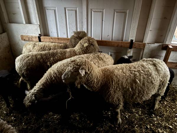 5 Southdown Ewes (sheep) & 1 Dorper Ram (Harvard)63700641488769124