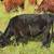 Lowline/Red Devon Heifer 2 thumbnail