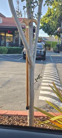 Found: Cane 1