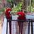 Greenwing macaw pair 4 thumbnail