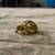 Sulcata 2 thumbnail