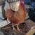 Nice roosters 3 thumbnail