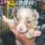 Toy aussie puppies 1 thumbnail