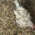 Baby Chicken 1 thumbnail