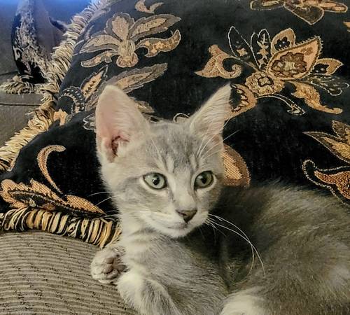 I need a home. Male kitty with much personality (Shawnee)63670591762435122