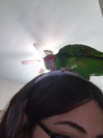 Rehoming Red Crown Amazon Parrot (Los Angeles)63829967246723124