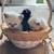 Newborn Persian kitten 21 thumbnail