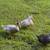 Ducks 1 thumbnail