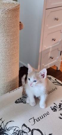 Kittens for adoption, cream white kitten (San Diego)63894602651138123