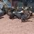 Future laying hens 1 thumbnail