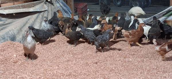 Future laying hens 1