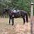 Jet Black Trailriding Mare 4 thumbnail
