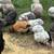 Bantam laying hens 2 thumbnail