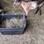 Goats$100 chickens $5 2 thumbnail