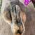 Rabbits 7 thumbnail