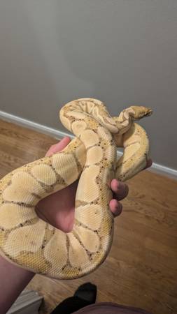 Python real de plátano hembra (West Chicago)63844237050625123