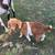 Boer Goats 3 thumbnail
