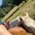 8 year old grade paint mare 3 thumbnail