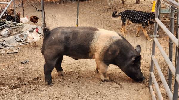 Big pig for grabs 1