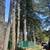 Tree service,retaining walls,patios,brush removal and so much more!!! 11 thumbnail