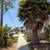 Fan Palm tree fully grown 24 foot 2 thumbnail