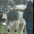 Braman Hereford Angus 8 thumbnail
