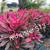 Gardenia crotons clusia foxtail podocarpus ligustrum sweet viburnum firebush ixo 7 thumbnail