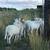 Ram Lamb Sheep 3 thumbnail
