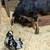 Nubian doe's and doeling for sale 6 thumbnail