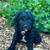 Aussiedoodle Puppies 2 thumbnail