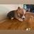 Full blooded Corgi puppies 17 thumbnail