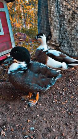 Call duck 1