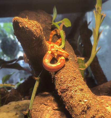 Serpiente de maíz elegante en terrario biológico (Richland)63827961733635121