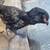 Easter egger pullets. 2 thumbnail