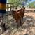 Bull calf 4 thumbnail