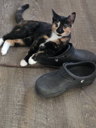 Rehoming 6 month old calico (Canton)