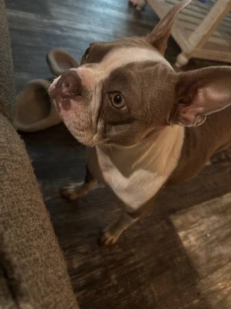 AKC Boston Terrier63611950624897122