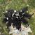 Border Collie 1 thumbnail