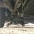 hiace 1KZturbo diesel, grade 4, 81kkm, wheelchair lift 4 thumbnail