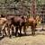 Red Heifer Calves | Beef Heifers 5 thumbnail