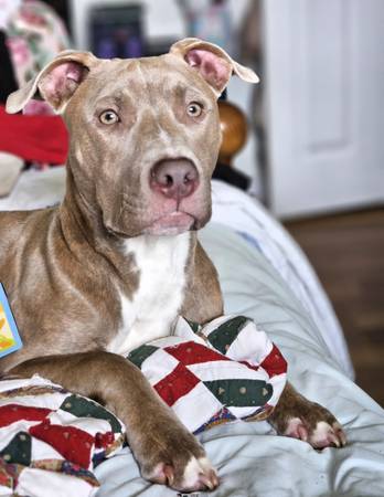 Beautiful male dog in need of a great home (Jacksonville)