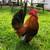 Serama Rooster 1 thumbnail