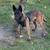 Belgian Malinois 6 thumbnail